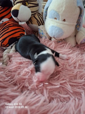 Les chiots de Terrier Tibetain