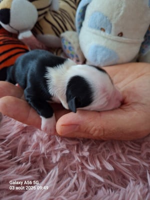 Les chiots de Terrier Tibetain
