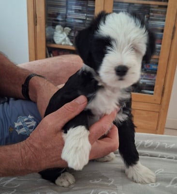 Les chiots de Terrier Tibetain