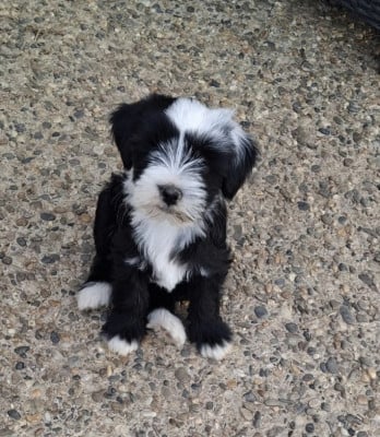 Les chiots de Terrier Tibetain