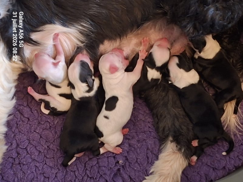 Terrier Tibetain - (Sans Affixe)