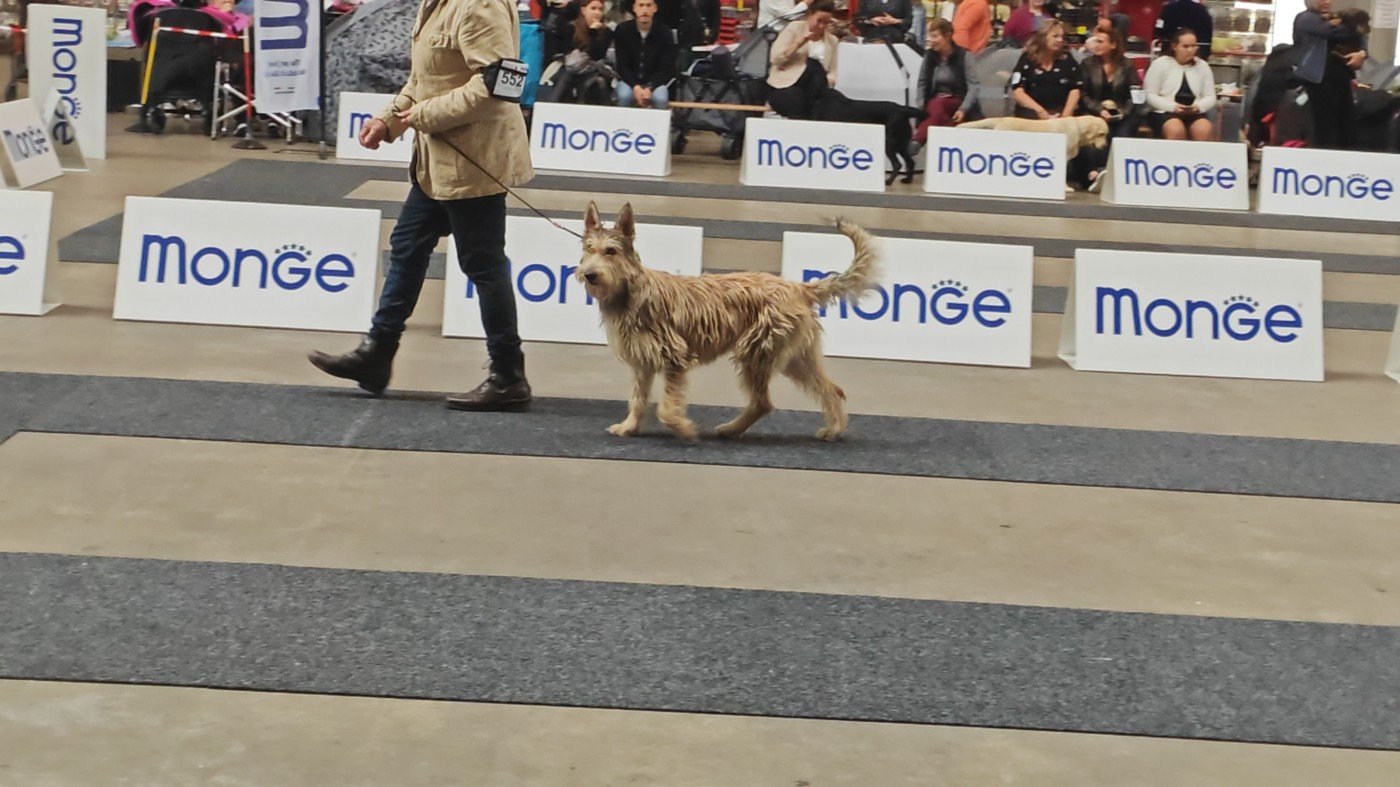 Vyctoire Des Bergers Du Desert