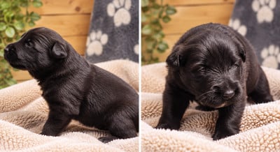 Les chiots de Berger Belge