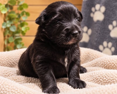 Les chiots de Berger Belge