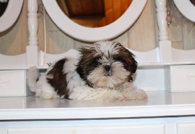 Les chiots de Shih Tzu