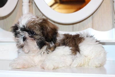 Les chiots de Shih Tzu