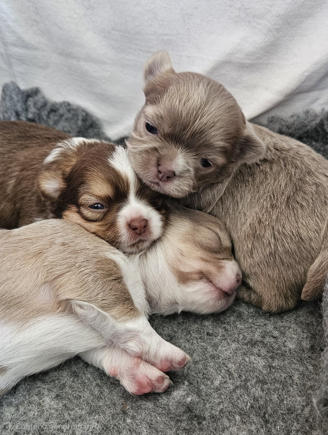 Chihuahua - Des Perles Du Plessis