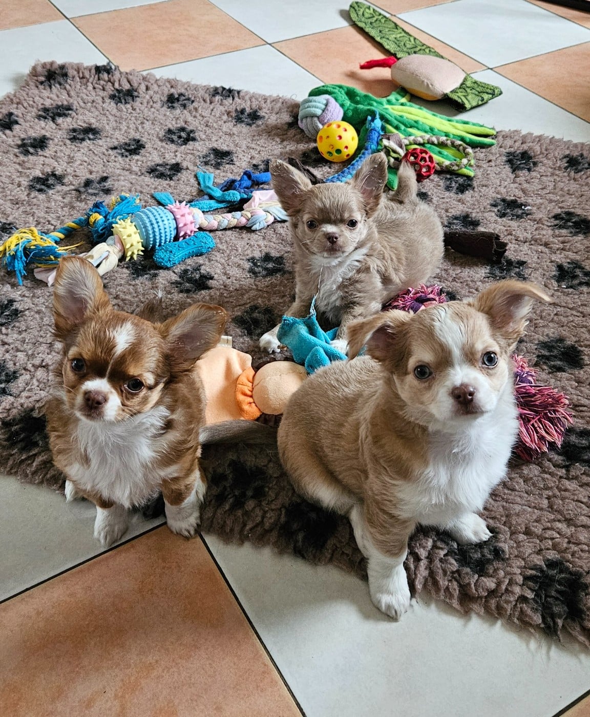 Chihuahua - Des Perles Du Plessis