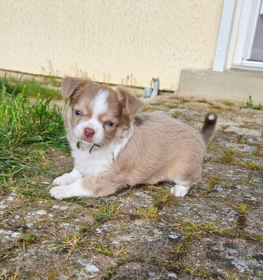 Les chiots de Chihuahua