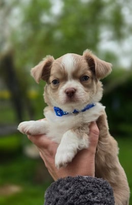 Les chiots de Chihuahua