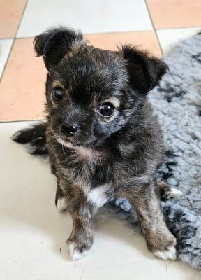 Les chiots de Chihuahua