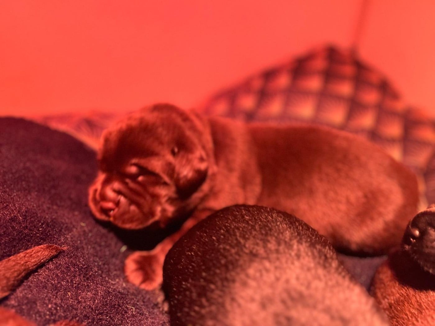 CHIOT collier jaune - Labrador Retriever