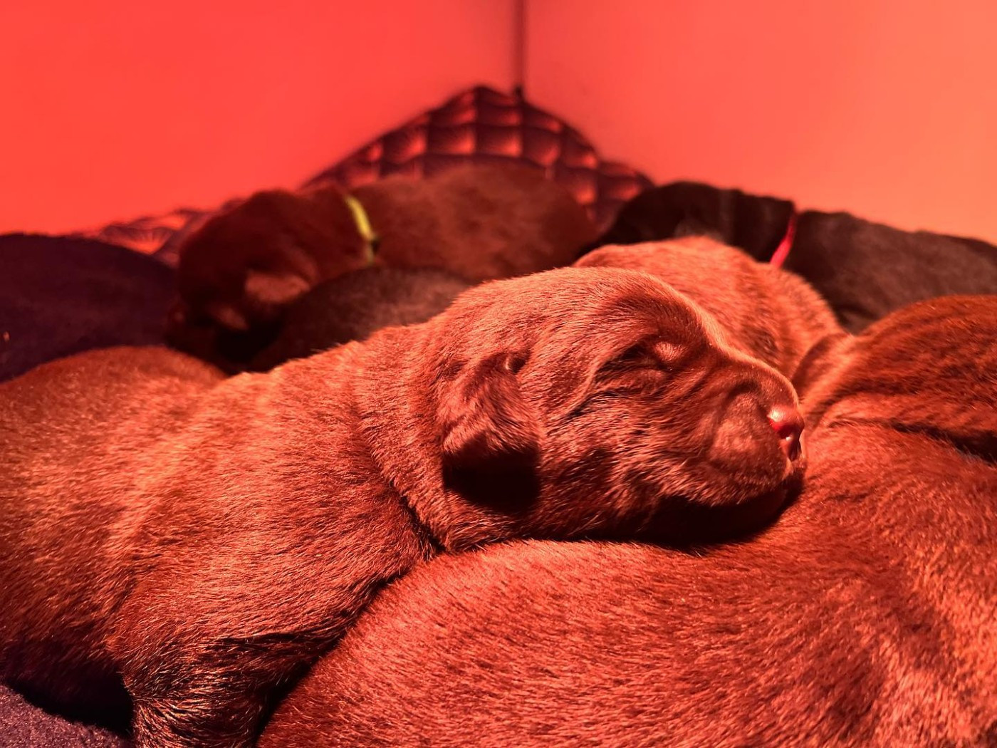 CHIOT collier violet - Labrador Retriever