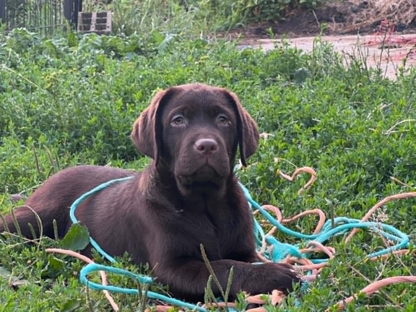 Brown Velvet Fairy Dream Boston du Jardin des peti - Labrador Retriever