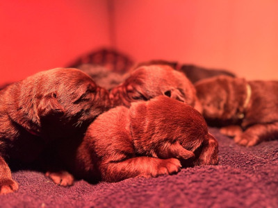 Les chiots de Labrador Retriever
