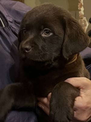 Les chiots de Labrador Retriever