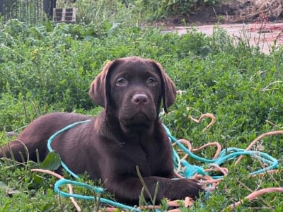 Les chiots de Labrador Retriever