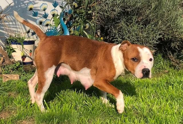 Publication : Des Centaures Du Mont Pelion Auteur : Des Centaures du Mont Pelion