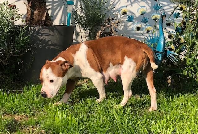 Publication : Des Centaures Du Mont Pelion Auteur : Des Centaures du Mont Pelion