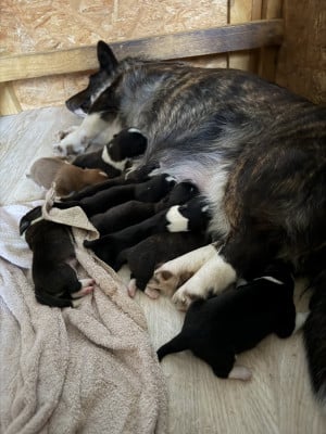 Chiot N°1 - Welsh Corgi Cardigan