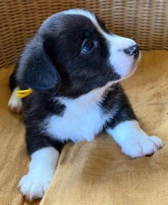 Les chiots de Welsh Corgi Cardigan