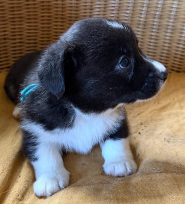 Les chiots de Welsh Corgi Cardigan