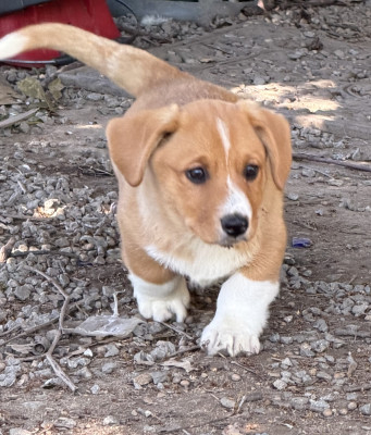 Les chiots de Welsh Corgi Cardigan