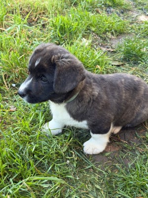 Les chiots de Welsh Corgi Cardigan