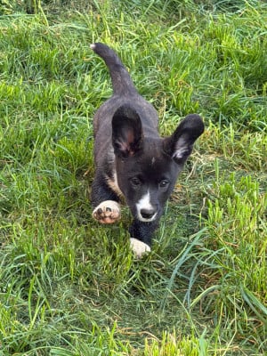 Les chiots de Welsh Corgi Cardigan