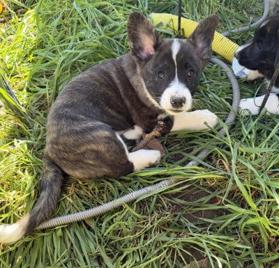 Les chiots de Welsh Corgi Cardigan