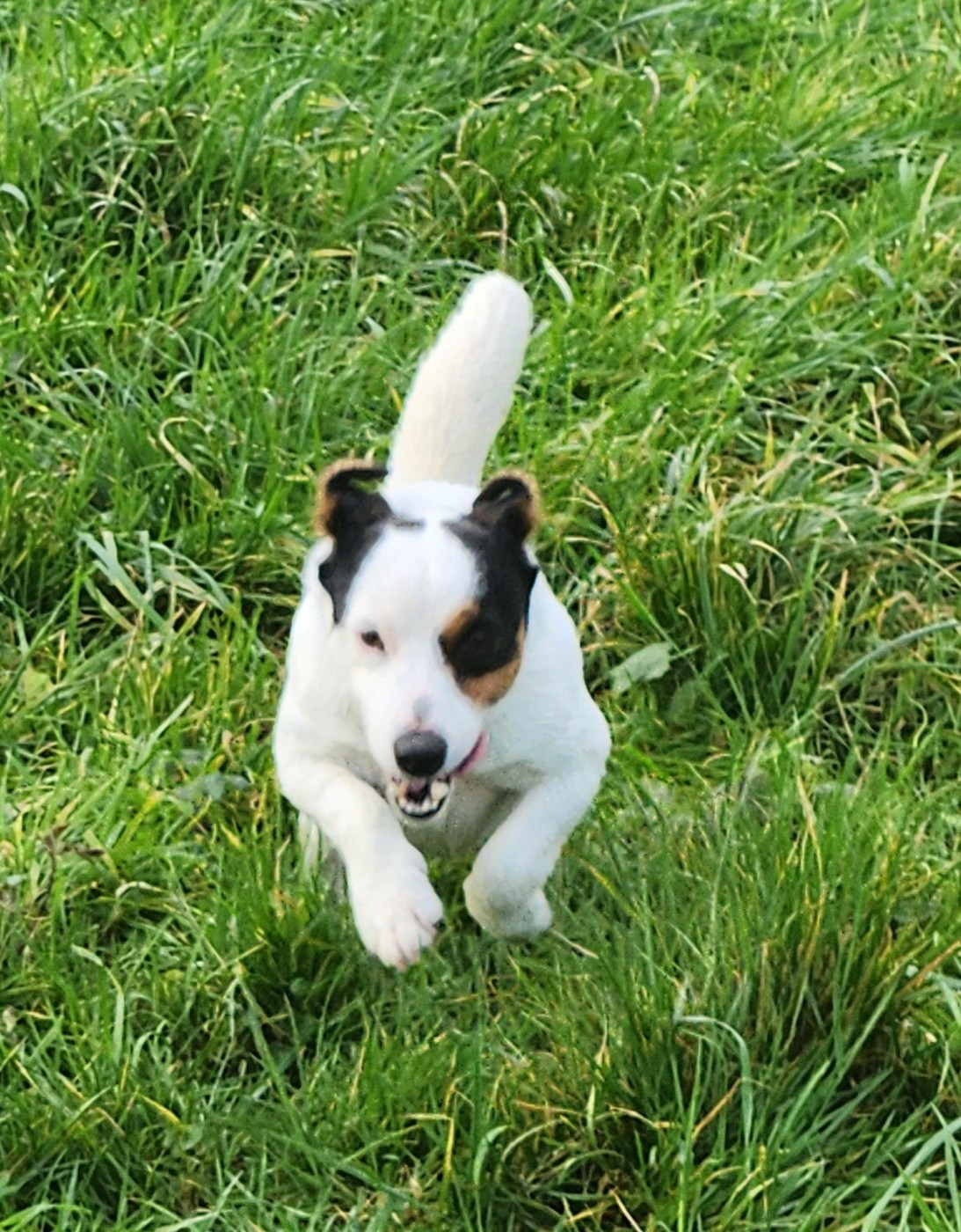 Ultron Du Bois De Morchène