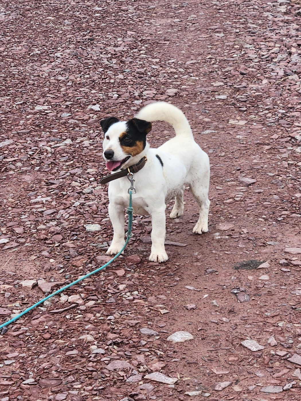 Ultron Du Bois De Morchène