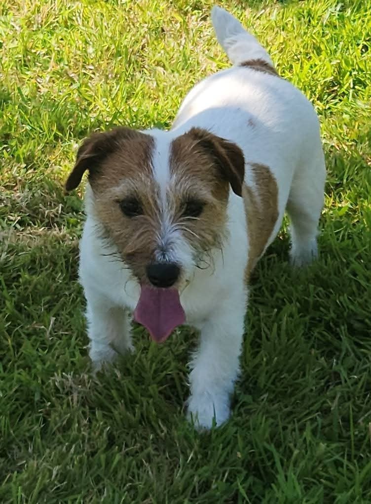 Pepper Du logis de beaumanoir