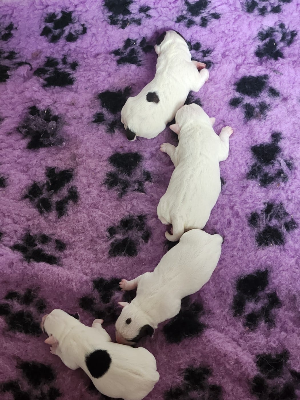 Jack Russell Terrier - Du Domaine Des Deux étoiles