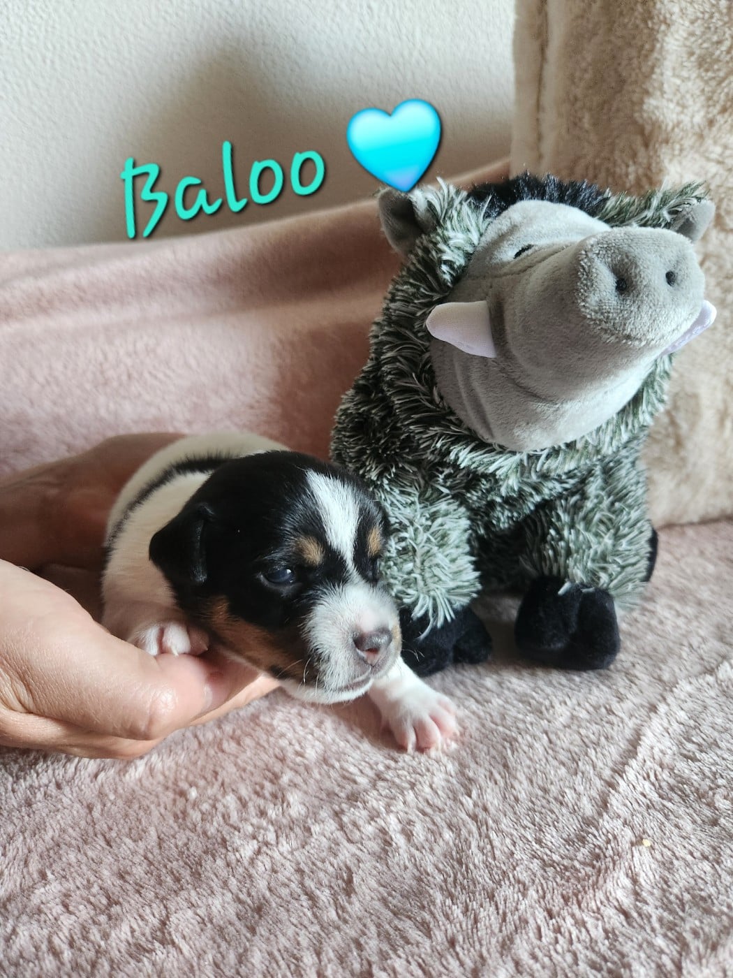 BALOO