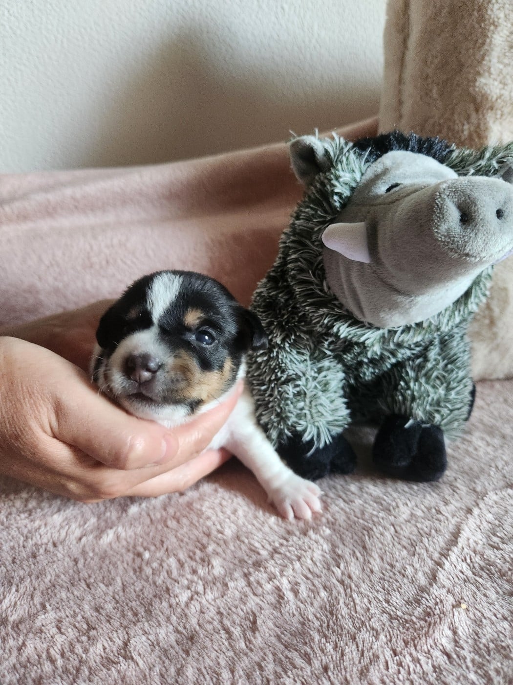 BALOO