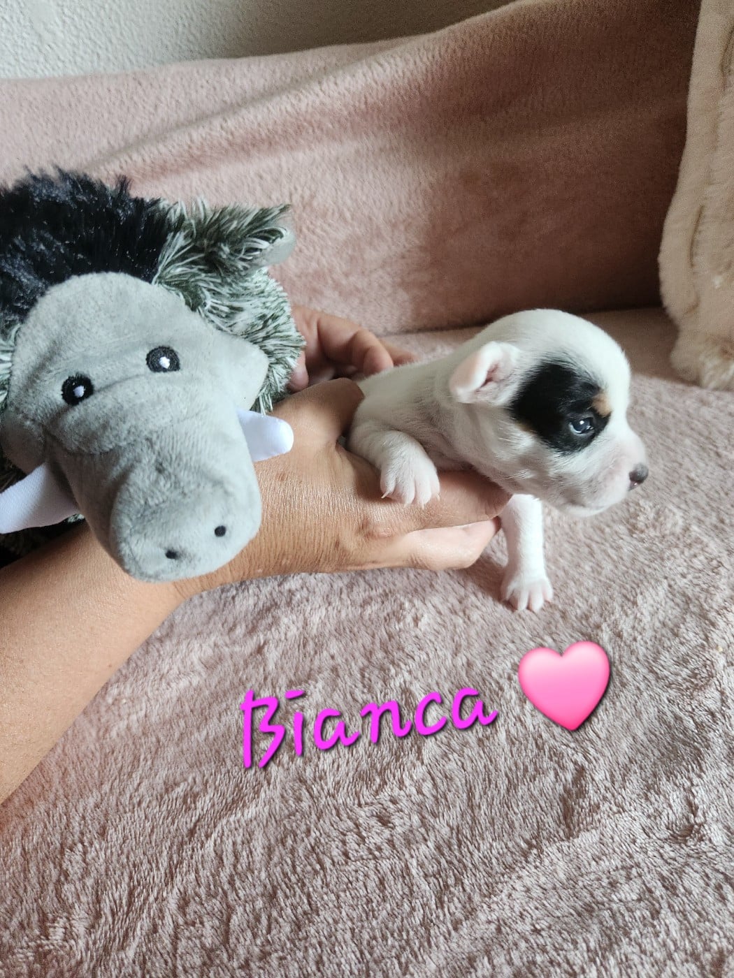 BIANCA