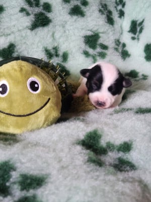 Jack Russell Terrier