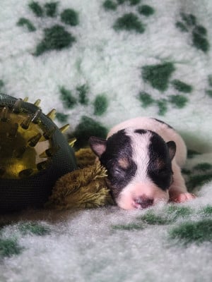 Les chiots de Jack Russell Terrier