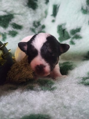 CHIOT 3 - Jack Russell Terrier