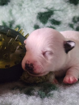 CHIOT 4 - Jack Russell Terrier