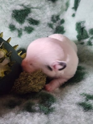 CHIOT 6 - Jack Russell Terrier