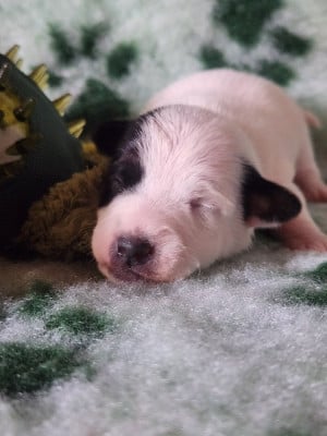 CHIOT 7 - Jack Russell Terrier