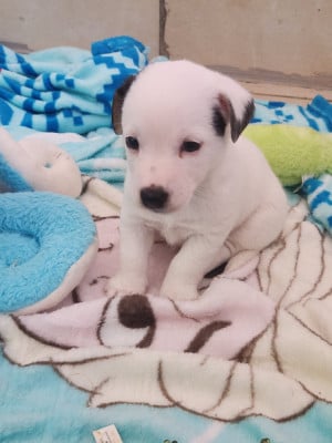 Les chiots de Jack Russell Terrier