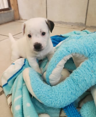 Les chiots de Jack Russell Terrier