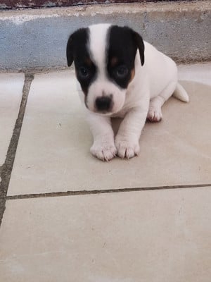 Les chiots de Jack Russell Terrier