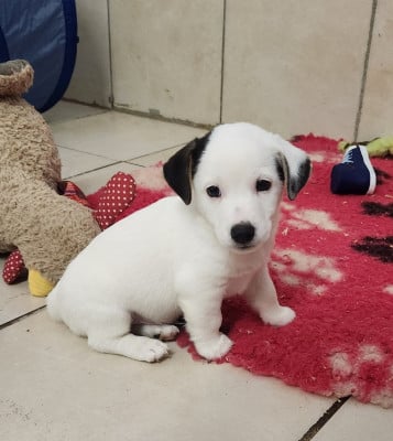 Les chiots de Jack Russell Terrier