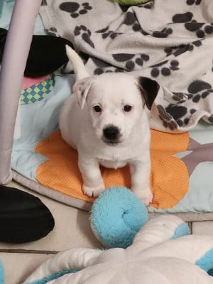 Les chiots de Jack Russell Terrier