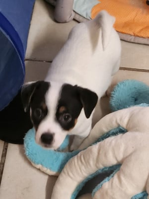 Les chiots de Jack Russell Terrier