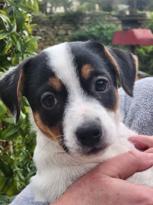 Les chiots de Jack Russell Terrier